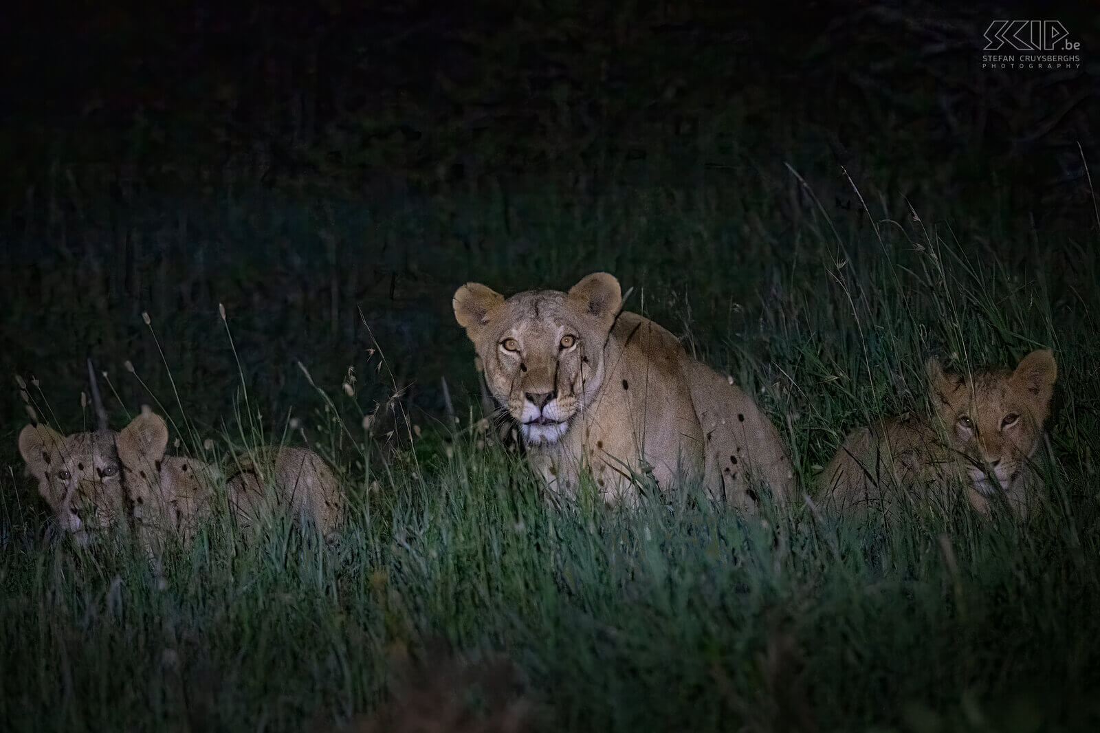 Solio - Leeuwin met welpen Tijdens een laatste nachtelijke gamedrive in Solio konden we een leeuwin met enkele welpen volgen.  Stefan Cruysberghs